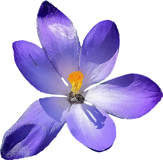 crocus 1279508_640 