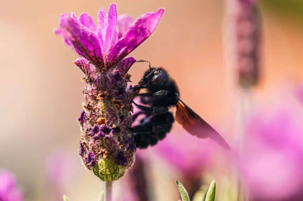 carpenter bee on lavender flower free image