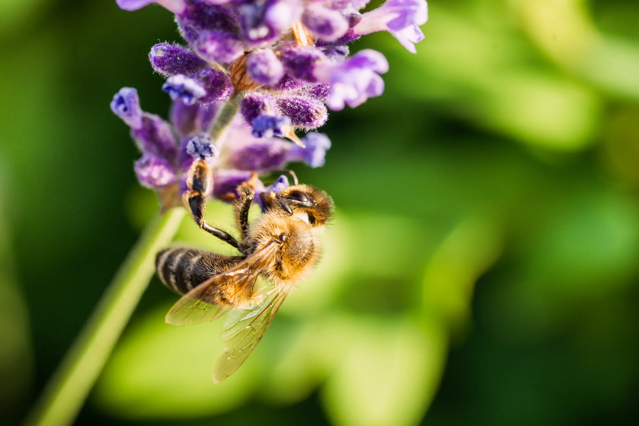 honey bee working on a lavender flower free photo