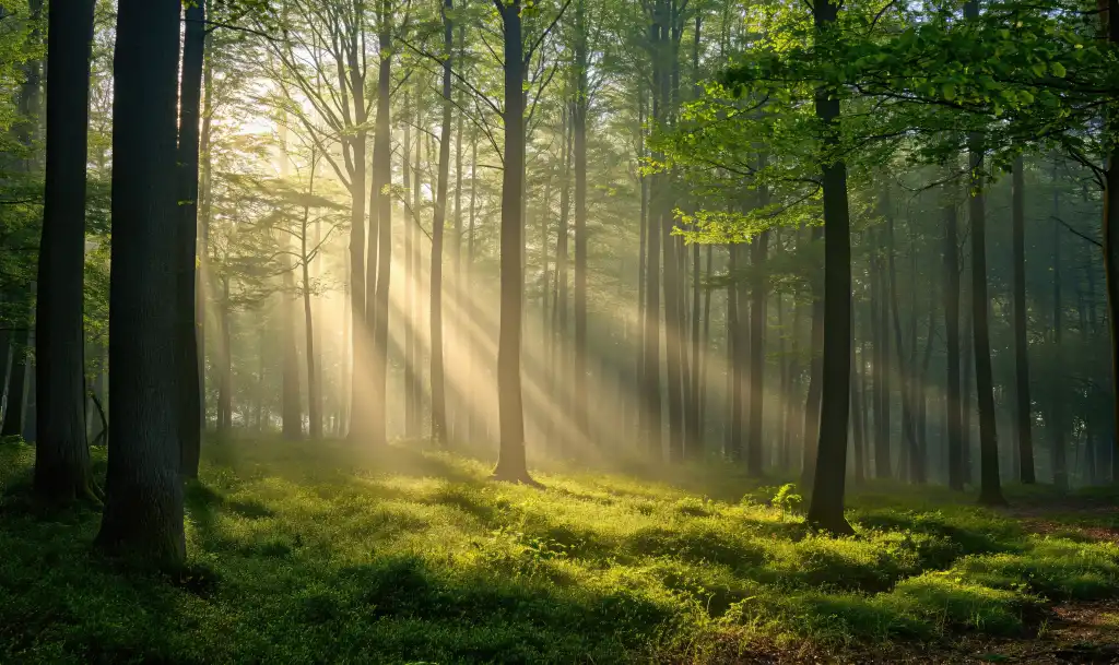 morning sun rays in green forest free photo