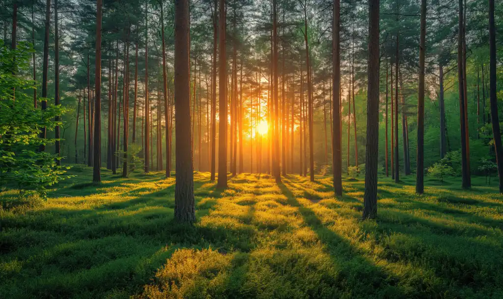 morning sun shining through trees in a beautiful forest free photo