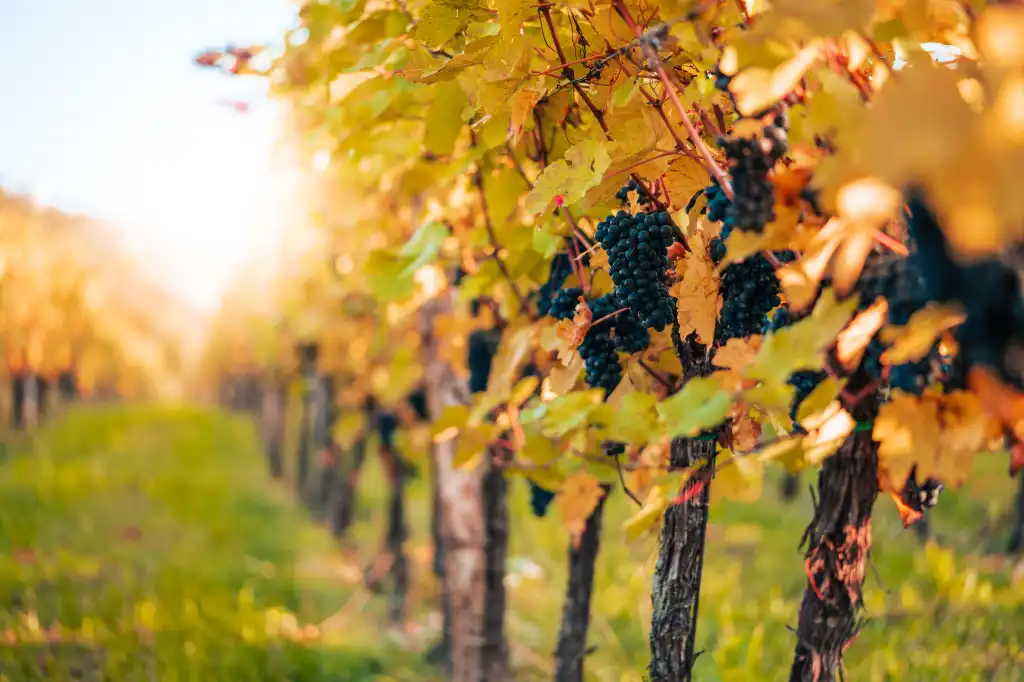 vineyard with blue grapes free image