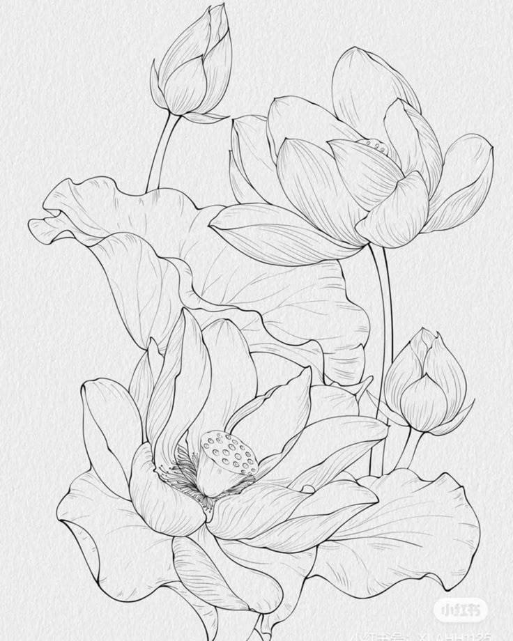 Hand Scrach Flower Drawign Picture (2)