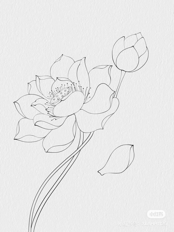 Hand Scrach Flower Drawign Picture (3)