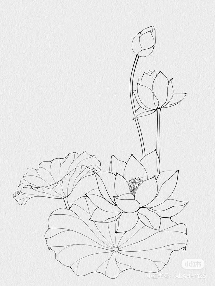 Hand Scrach Flower Drawign Picture (7)