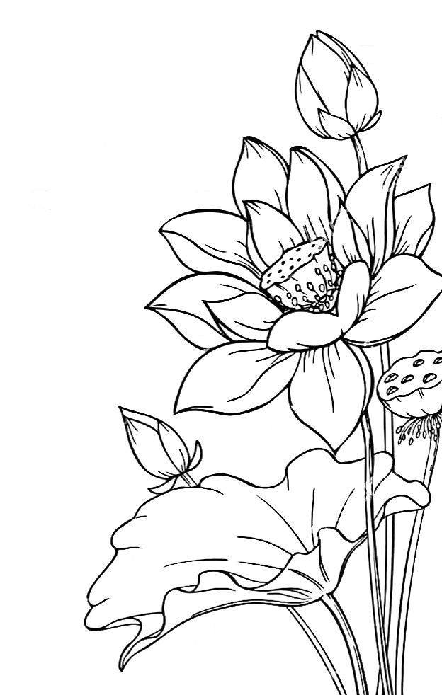 Hand Scrach Flower Drawign Picture (11)