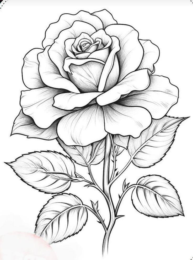 Hand Scrach Flower Drawign Picture (12)