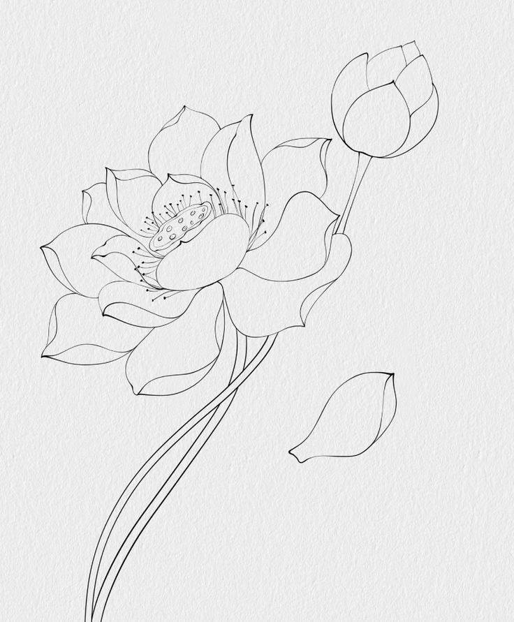 Hand Scrach Flower Drawign Picture (24)