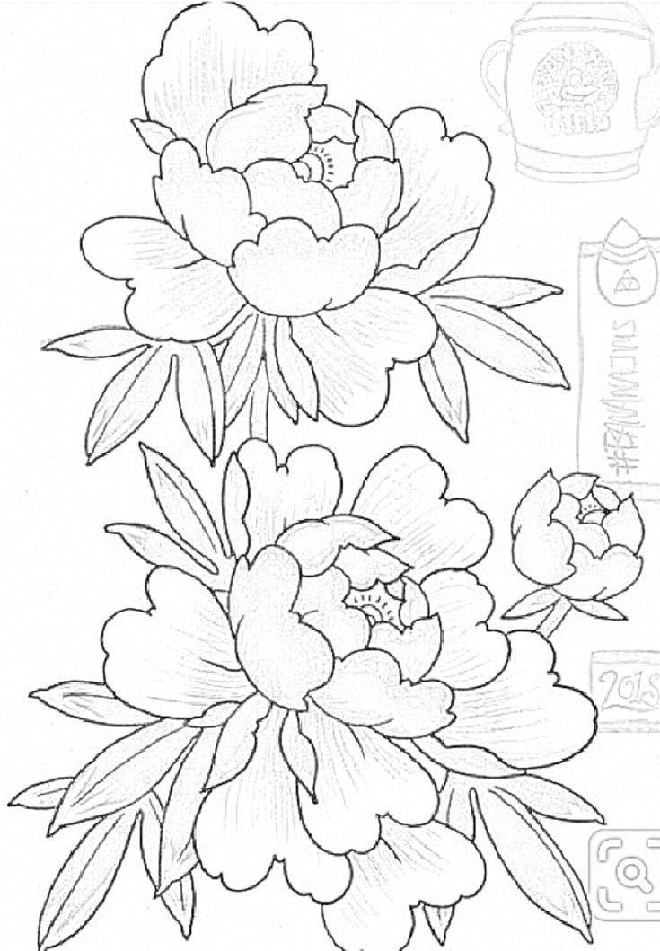 Hand Scrach Flower Drawign Picture (30)