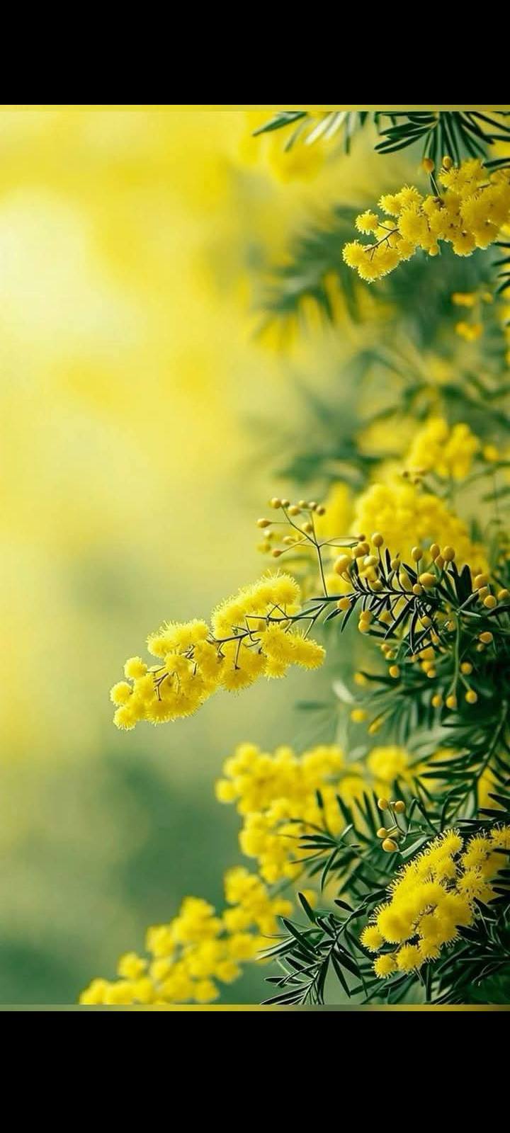 Flowers symbols of Love (9)