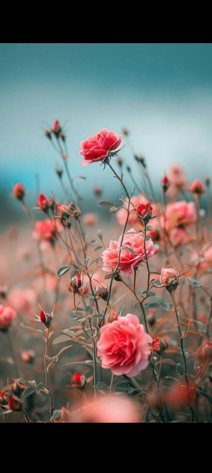 Flowers symbols of Love (26)
