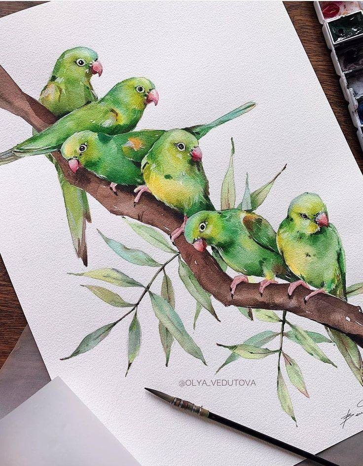 Bird Drawing Illustration (5)