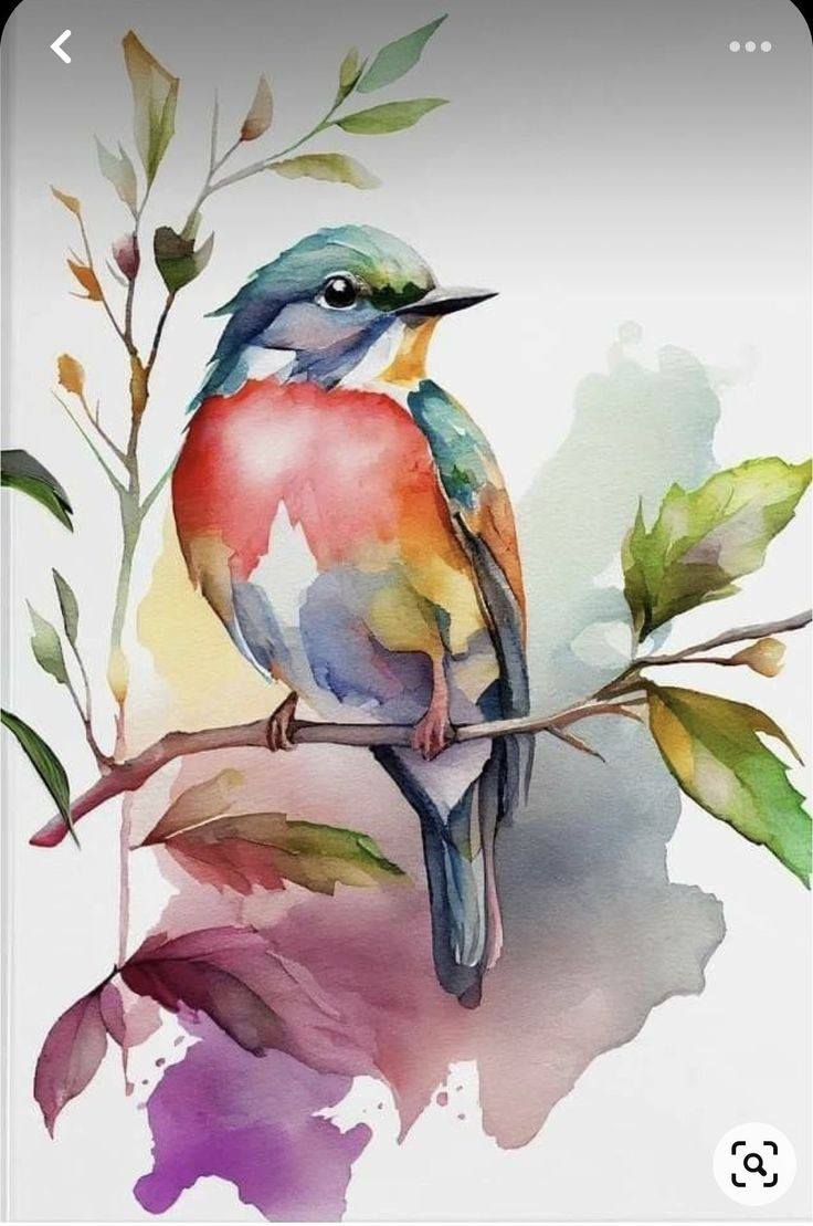 Bird Drawing Illustration (8)