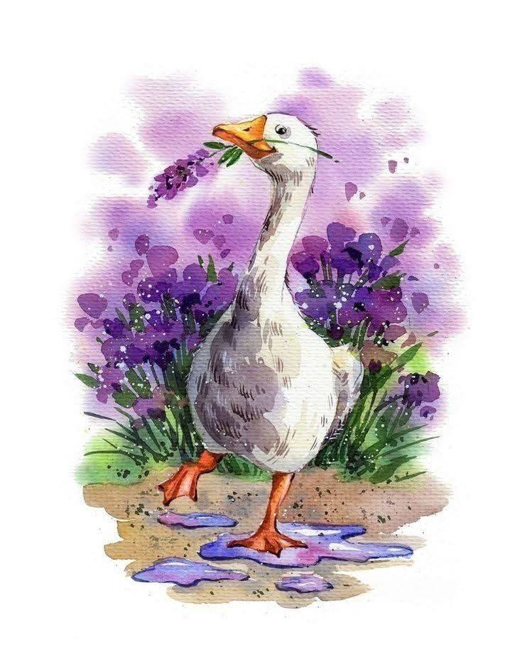 Bird Drawing Illustration (10)