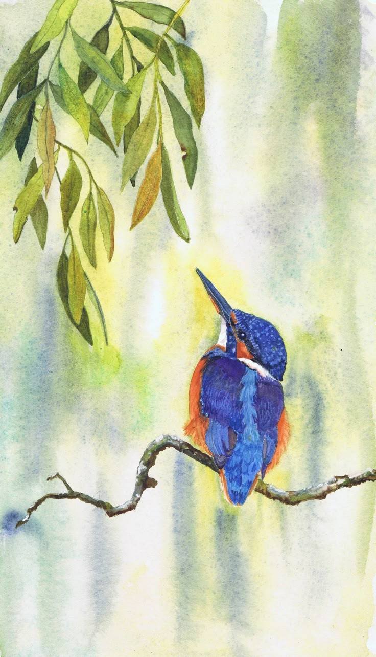 Bird Drawing Illustration (16)
