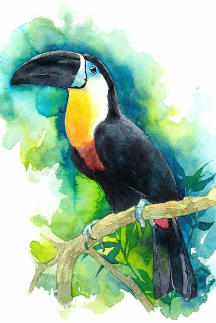 Bird Drawing Illustration (18)