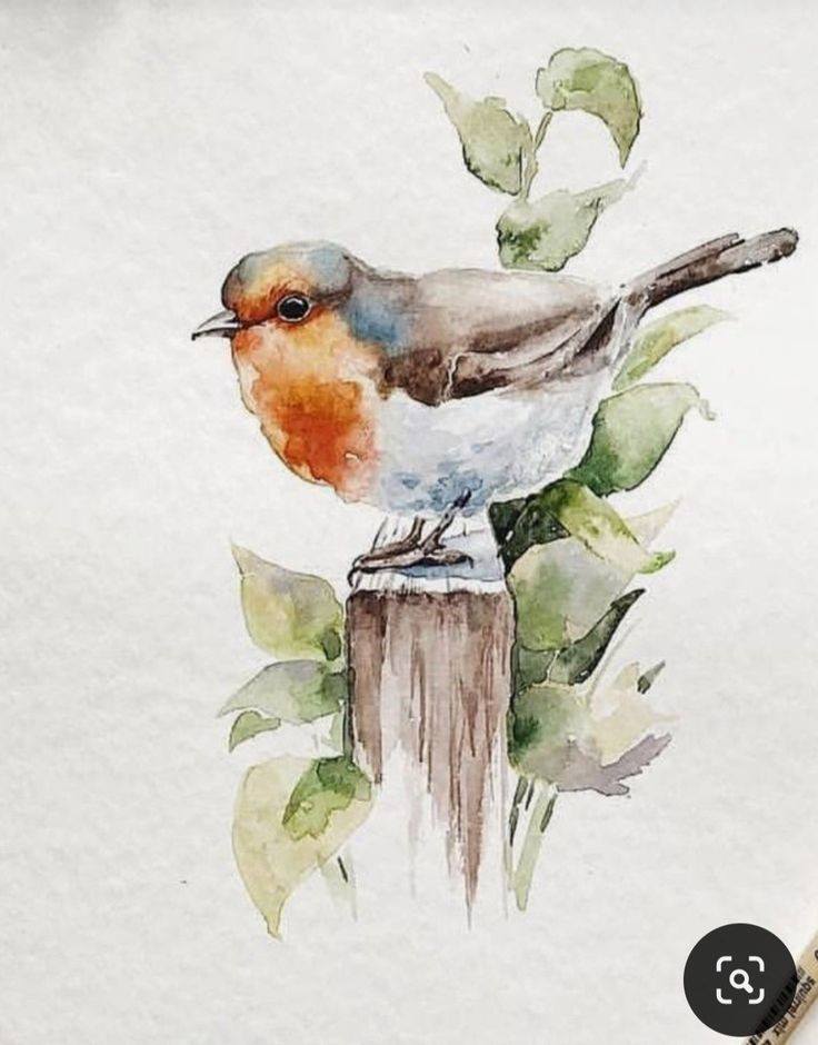Bird Drawing Illustration (20)
