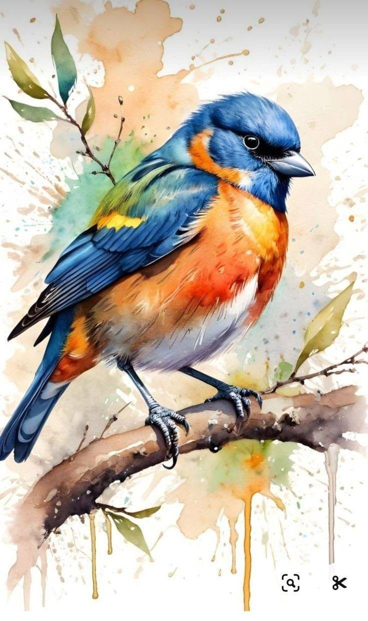 Bird Drawing Illustration (23)
