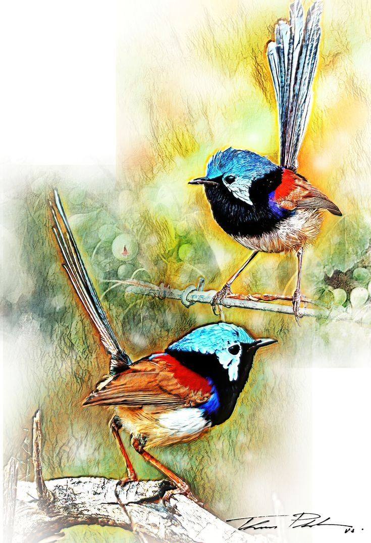 Bird Drawing Illustration (24)