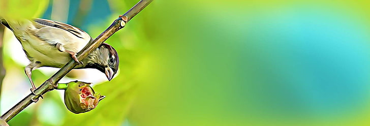 animals banner bird birds wallpaper preview