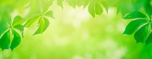 closeup beautiful panoramic view of nature green leaves on blurred greenery background with sunlight free photo
