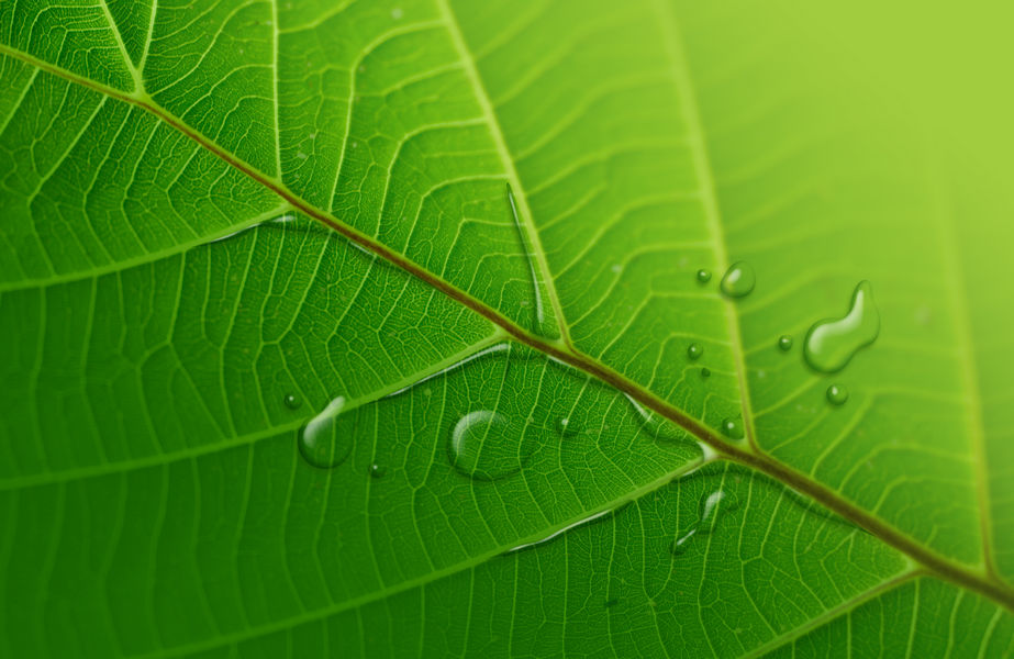 Green Leaf Background Image