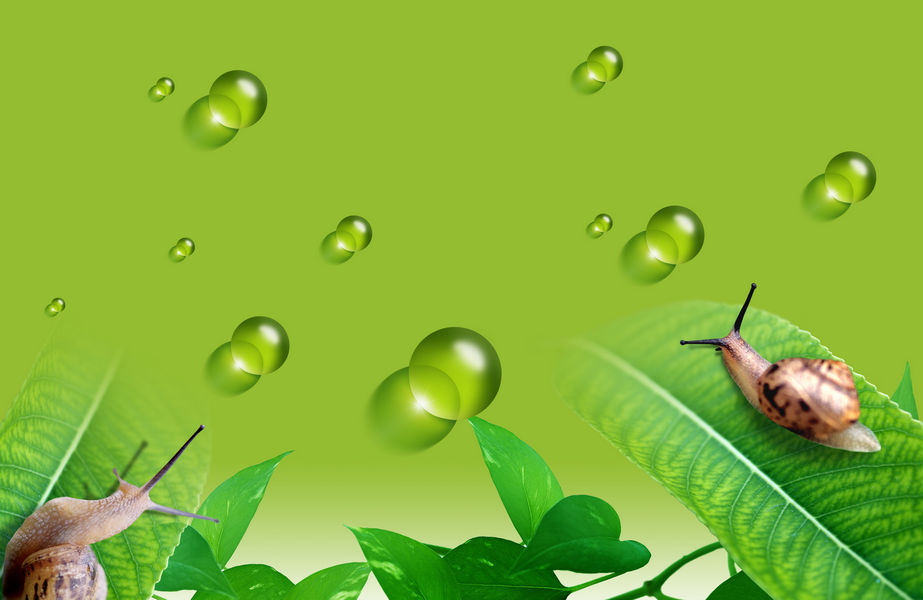 Green Wallpaper Background Image (2)
