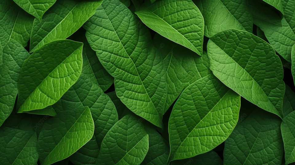 verdant leaf texture image