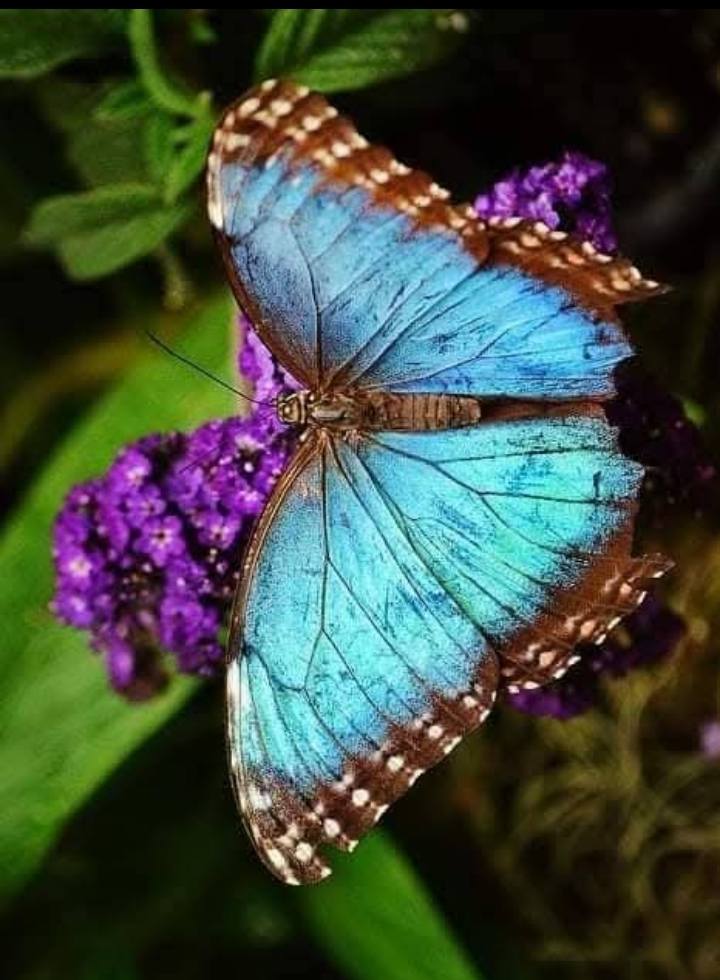 Beautify Butterfly Image forever (40)