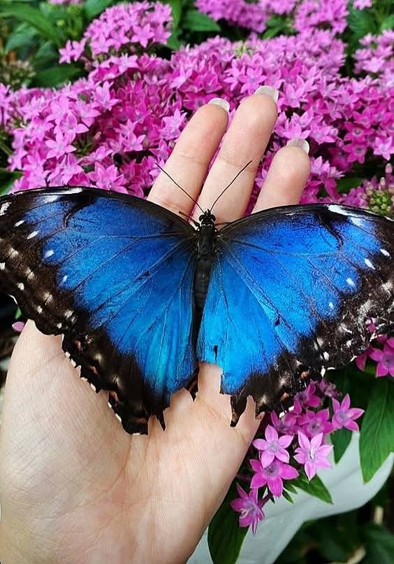 Beautify Butterfly Image forever (43)