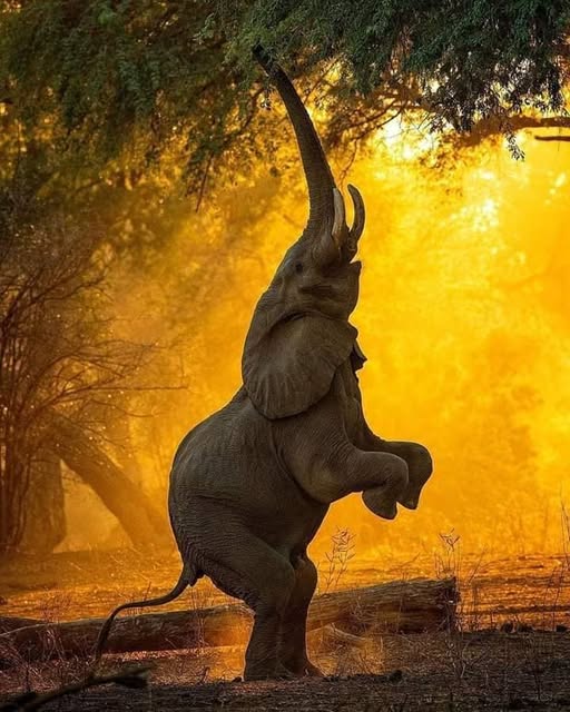 Winder and Colorful Animals (2)