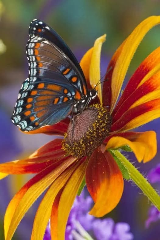 Winder and Colorful Animals (10)
