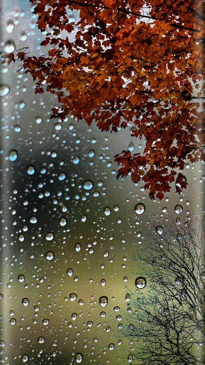 Awesome and attractive natural wallpaper (3)