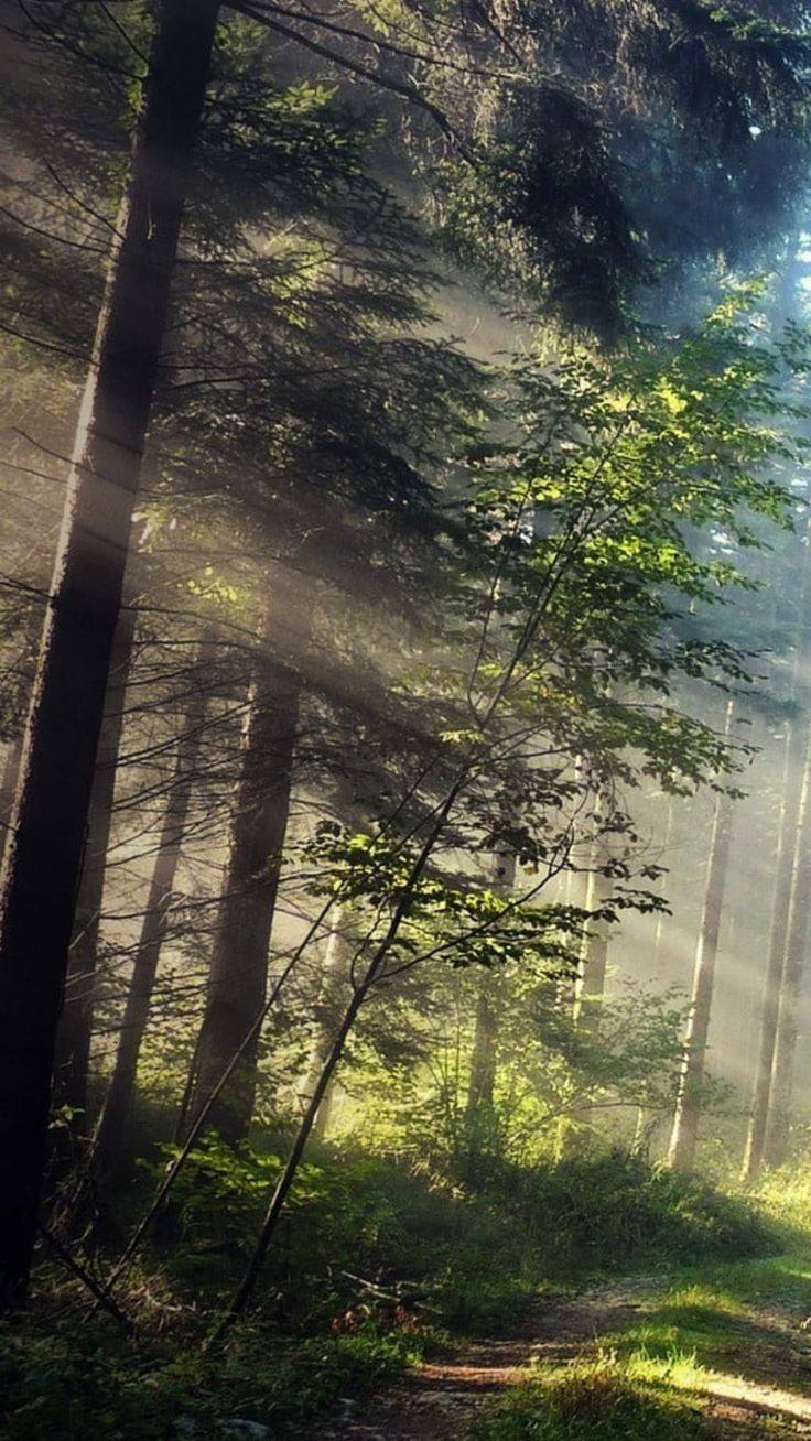 Awesome and attractive natural wallpaper (8)