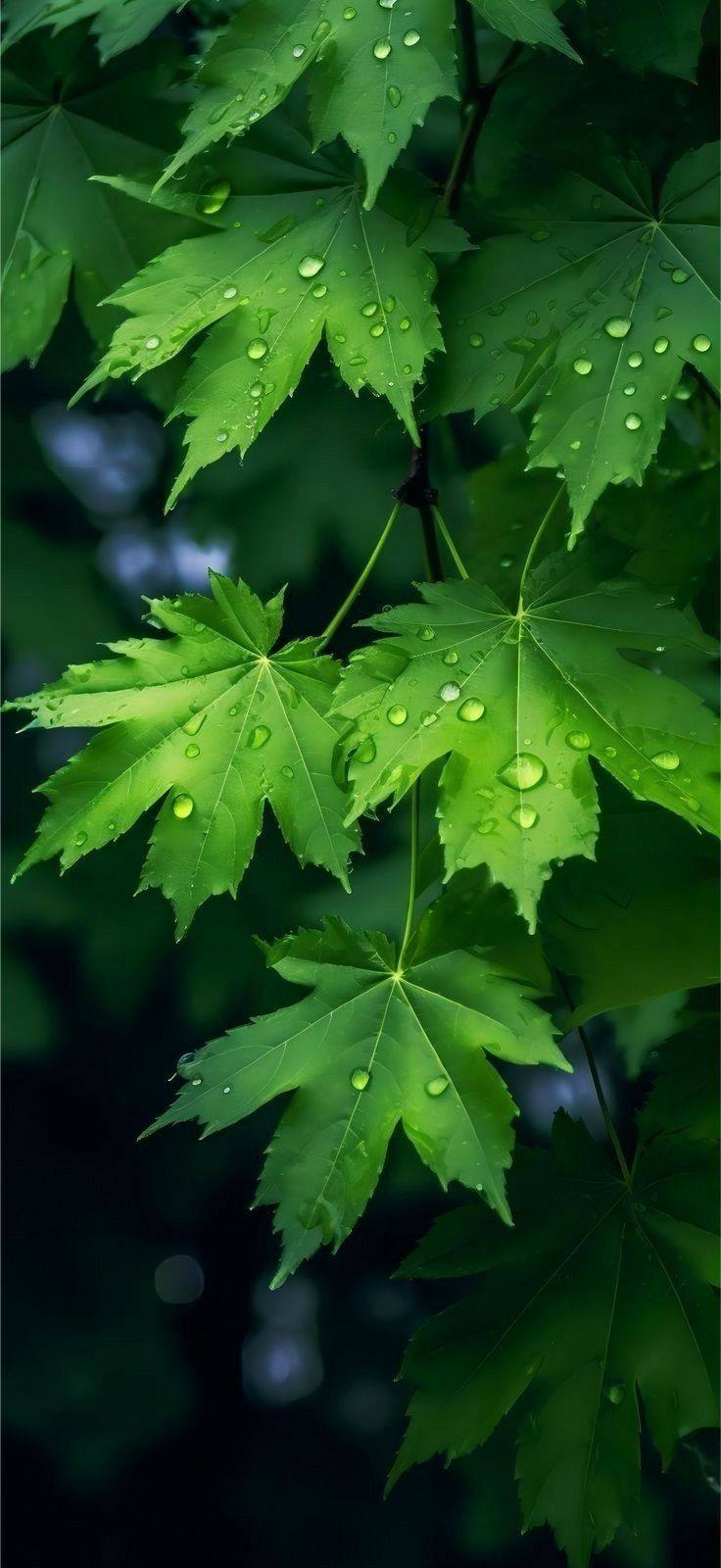 Awesome and attractive natural wallpaper (15)