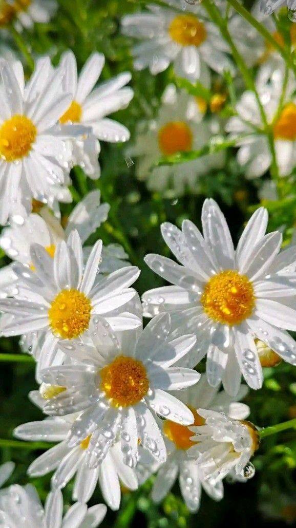 Awesome and attractive natural wallpaper (18)