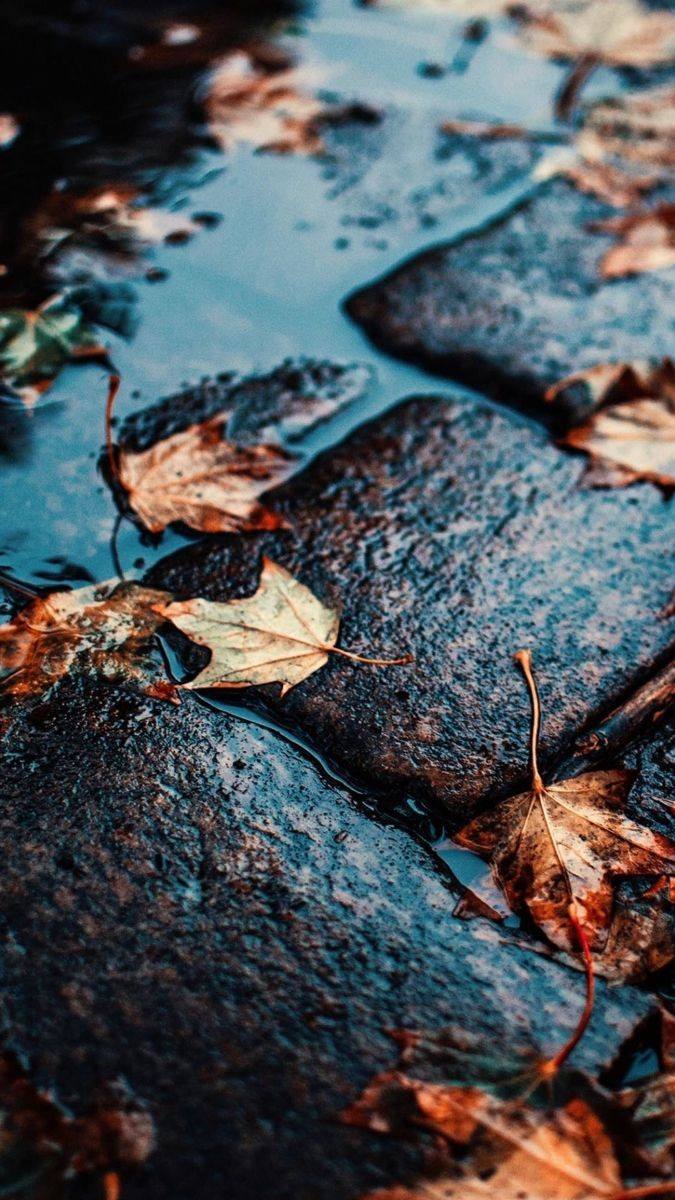 Awesome and attractive natural wallpaper (23)