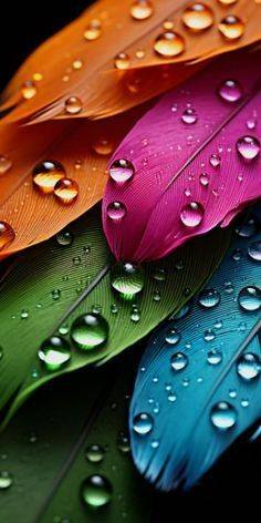 Awesome and attractive natural wallpaper (24)