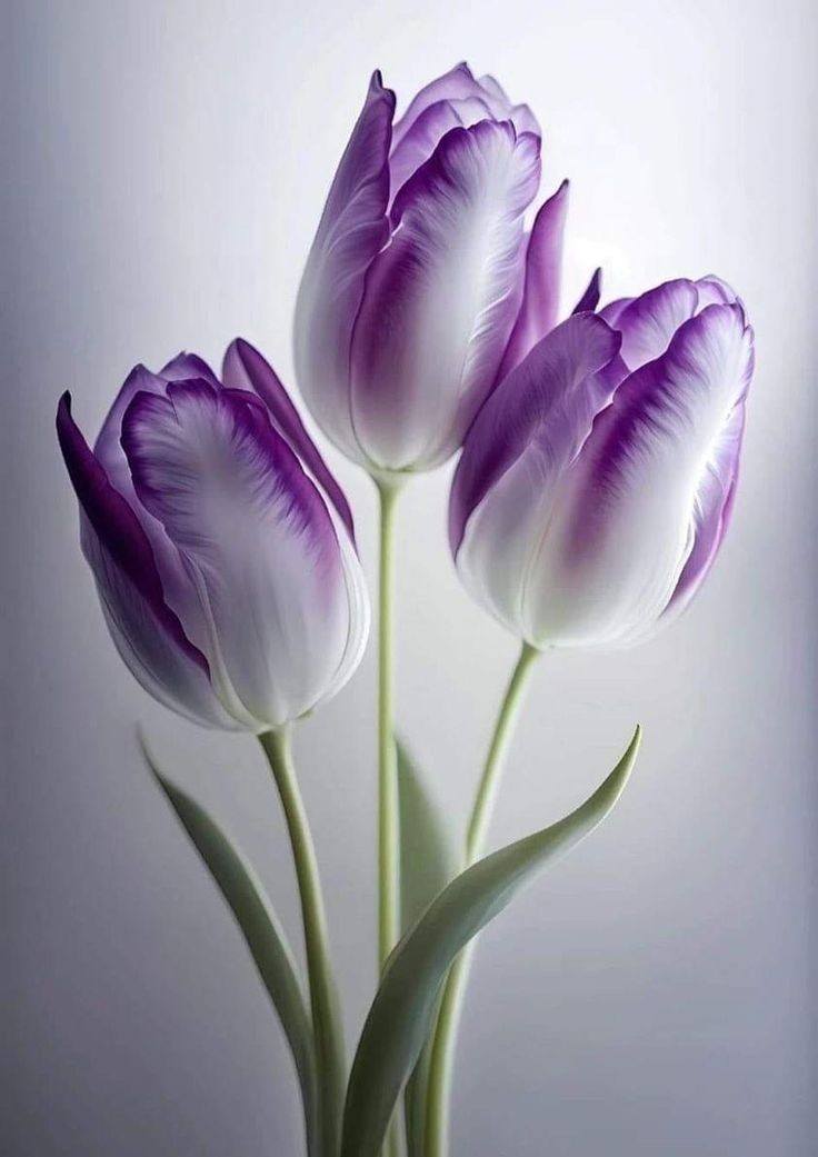 Creative Flowers Wallpaper (35)