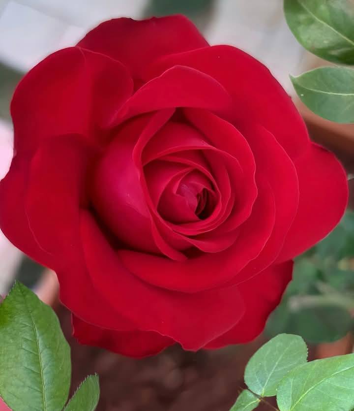 Red Rose Flower Images (6)