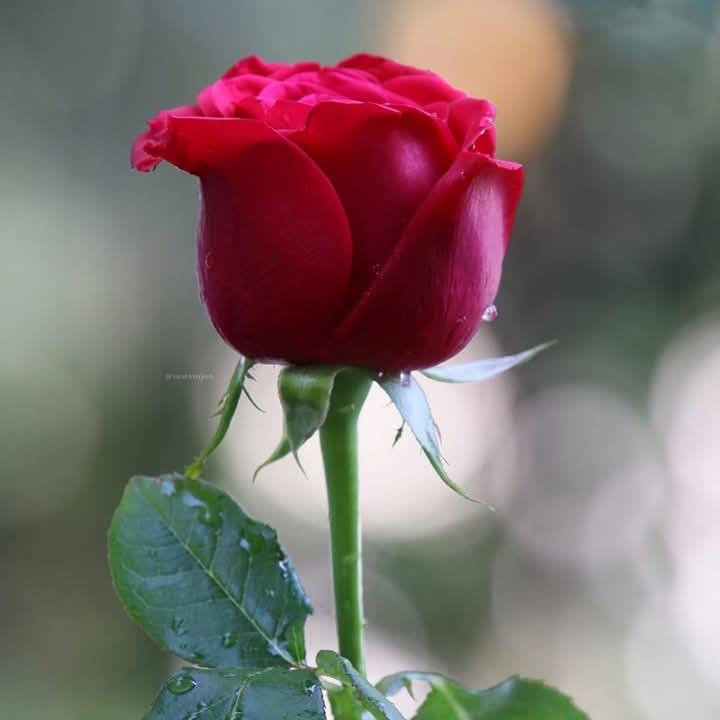 Red Rose Flower Images (28)