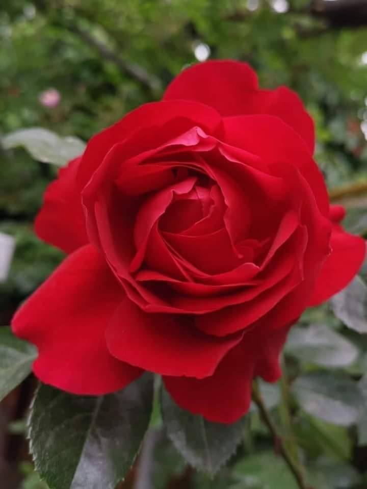 Red Rose Flower Images (43)