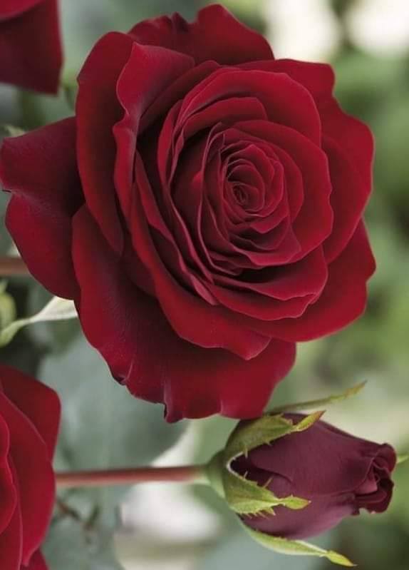 Red Rose Flower Images (44)