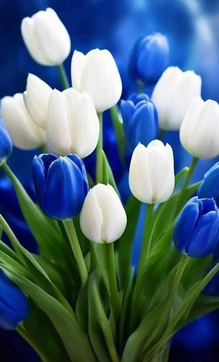 Blue Floral Collection (3)