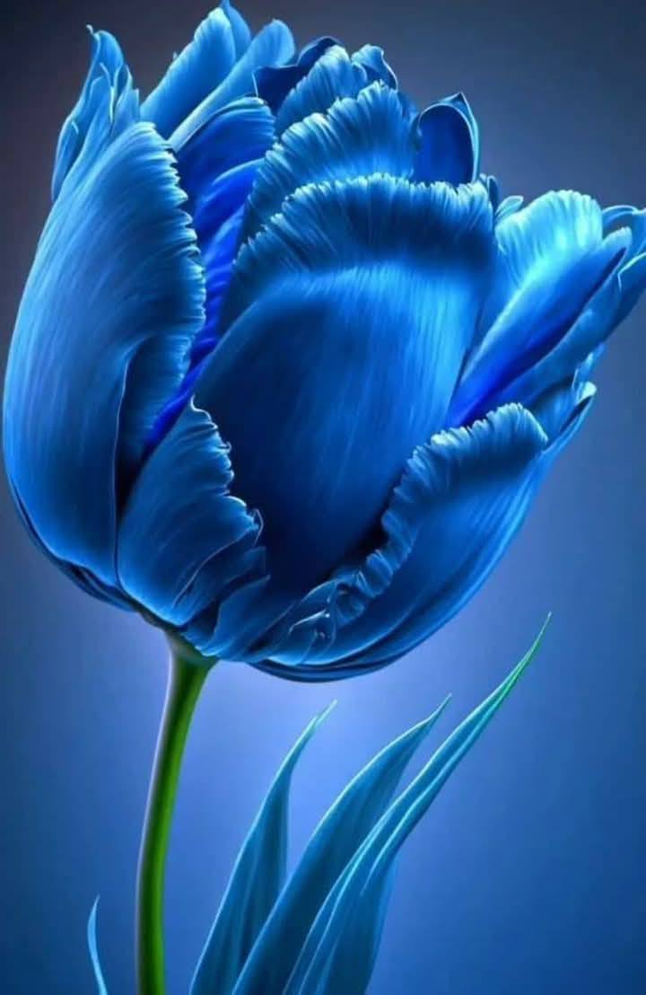 Blue Floral Collection (23)