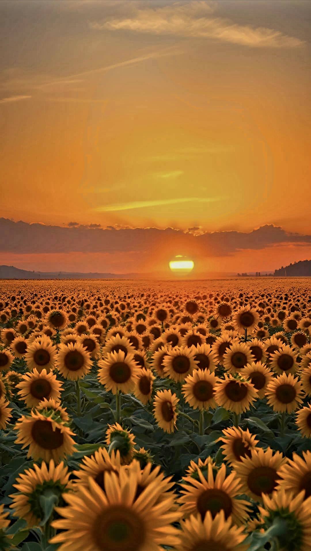 Wonderful Yellow Floral Image (32)