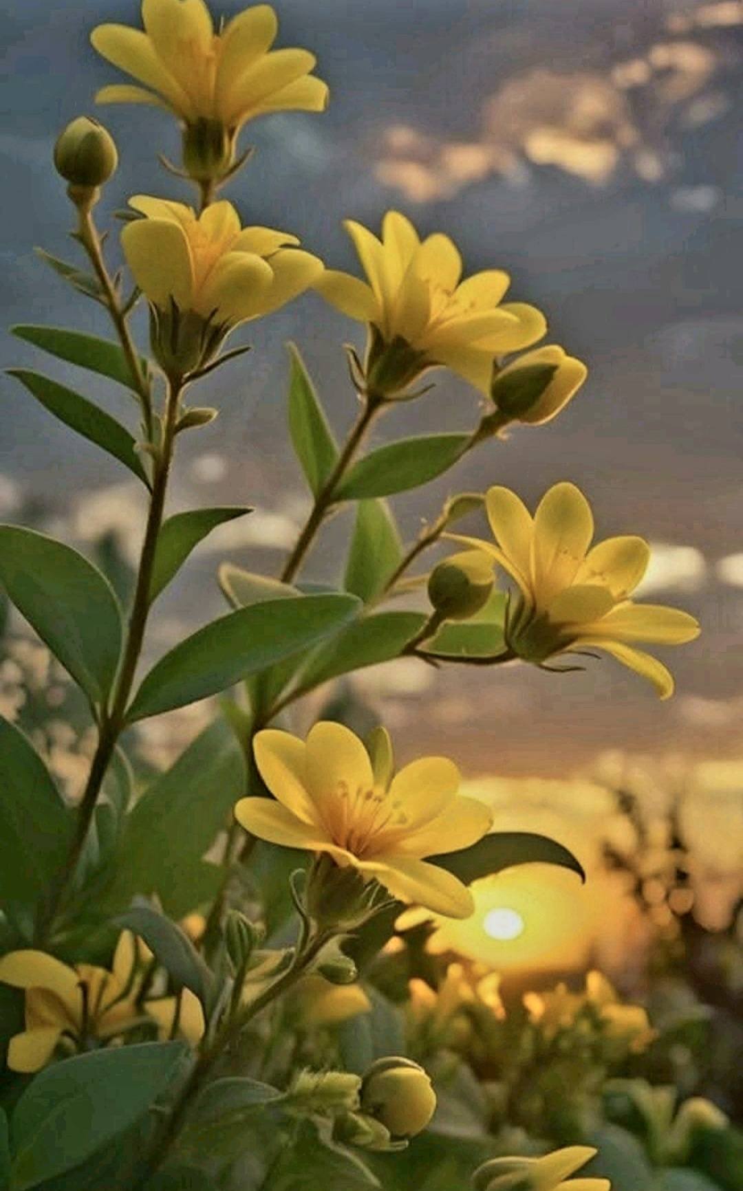 Wonderful Yellow Floral Image (42)