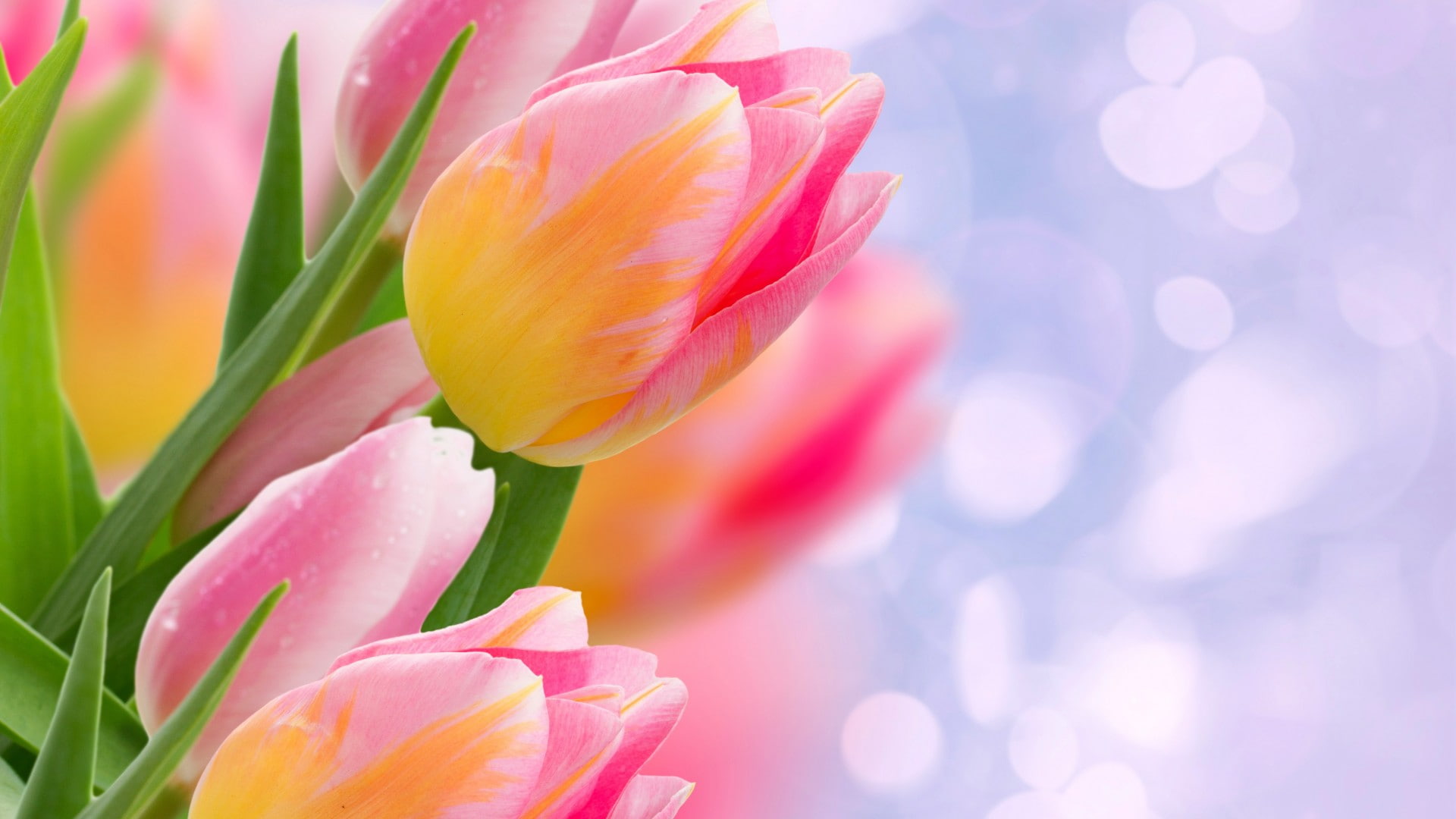 tulip bouquet spring flower wallpaper
