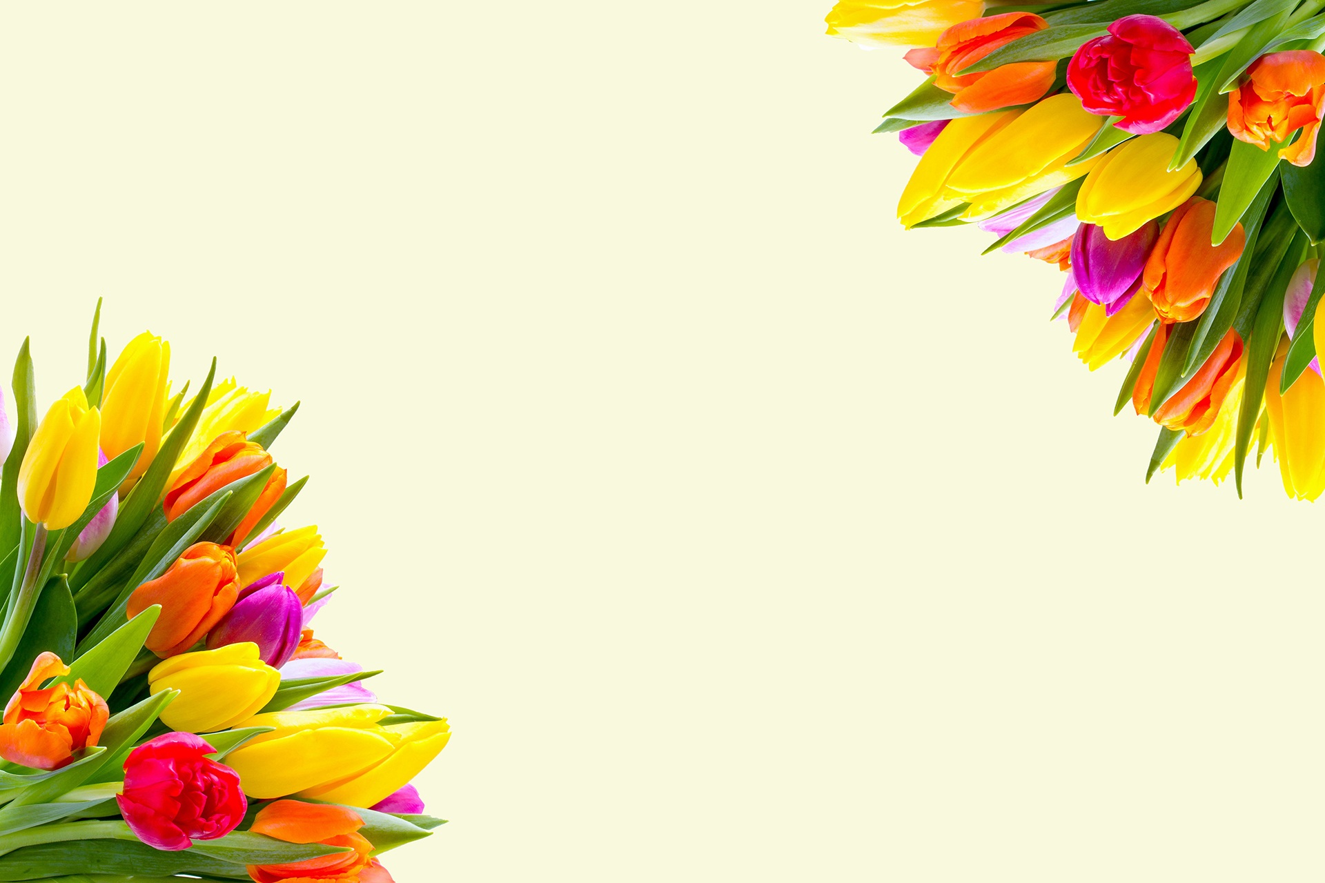 tulips flowers spring floral