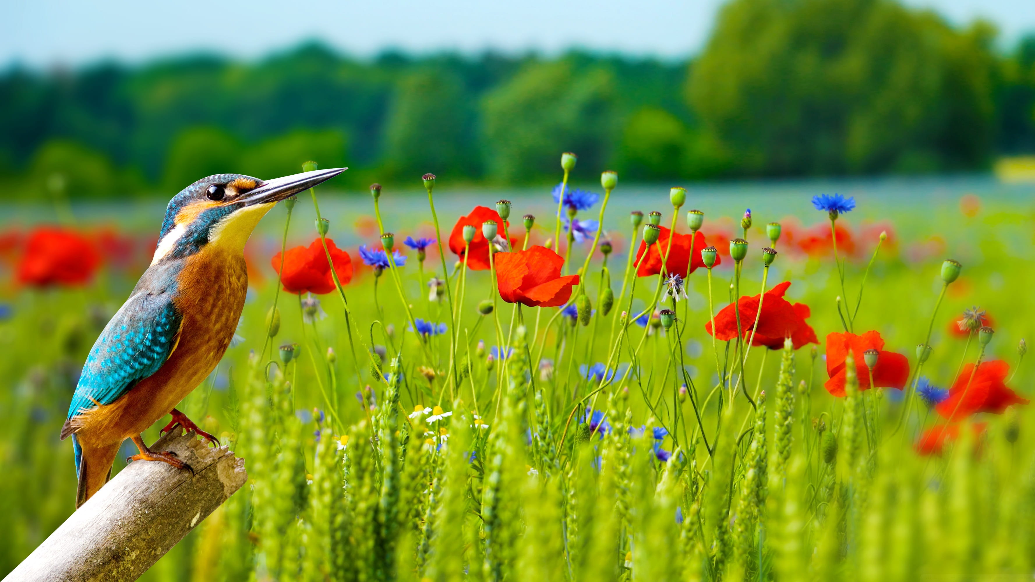 wallpaper nature outdoors grass